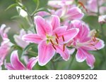 Bouquet of large Lilies. Lilium belonging to the Liliaceae. Blooming pink tender Lily flower . Pink Stargazer Lily flowers background. Closeup of pink stargazer Lilies and green foliage. Asiatic Lily