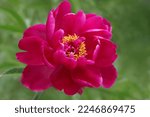 Small photo of Pink Peonies in the garden. Blooming pink Peony. Closeup of beautiful pink Peony flower. Natural floral background. Paeoniaceae. Copy space. Valentine's day. Floral background. Flower petals. Summer