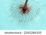 Dandelion On A Turquoise...