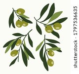 vector illustration of olives... | Shutterstock .eps vector #1797536635