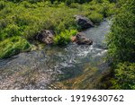 Scenic green landscape with algae in clear water of mountain stream. Green nature background with water plants in transparent water stream among lush vegetations. Underwater grass in mountain brook.
