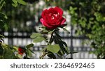 Small photo of Rose. Red Rose. A flower of wondrous beauty. Bright blooming rose bush. Adorable lush rose flower.