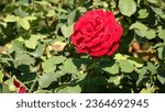 Small photo of Rose. Red Rose. A flower of wondrous beauty. Bright blooming rose bush. Lush rose flower.