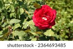 Small photo of Rose. Red Rose. A flower of wondrous beauty. Bright blooming rose bush. Lush rose flower.