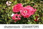 Small photo of Rose. Red rose. A flower of wondrous beauty. Bright blooming rose bush. A delightful rose flower that pleases the eye.