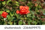 Small photo of Rose. Red Rose. A flower of wondrous beauty. Gently blooming rose bush. Delightful rose flower on a sunny day.