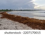 Small photo of Sargasso seaweed on a beach in the Dominican Republic. Ecological catastrophy. Changing of the climate.