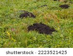 A Mole Digs Black Earth In...