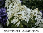 Small photo of Hydrangea bush in the sunlight near the house in the garden. Soft, selective focus. Artificially created grain for the picture. Atmospheric distortion, hot air distortion, heat distortion, air refract