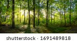 Panorama Of A Green Forest Of...