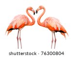 Two Colorful Flamingos Looking...