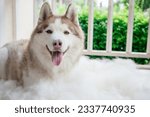Small photo of Husky dog with big pile fur and dog comb after grooming. Brush for dog hair. Slicker brush