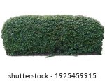 Long bush horizontal isolated on white background