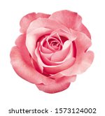 beautiful pink rose blossom, isolated