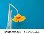 Bright yellow Gerbera Daisy against a blue background. Bold contrasting colors. selective focus on drooping flower head.