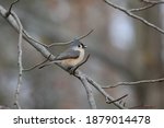 Shy Tufted Titmouse With A Seed ...