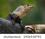 Monitor Lizards Sitting On A...