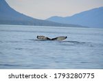 Small photo of The elegance and beauty of humpback whales cannot be overstated. While visiting Juneau, Alaska in the summer I had the pleasure of viewing these beautiful aquatic mammals in the wild.