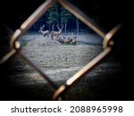 Small photo of Deer flock is inside the metal wire fence frame; emphasise the captive animals at national park; selective focus on deers and border is defocused; dark concept
