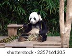 The cute giant panda and red...