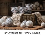 Group of small striped kittens in an old basket with balls of yarn