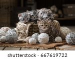 Group Of Small Striped Kittens...