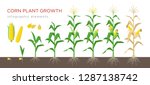 Corn Growing Stages Vector...