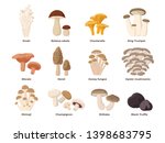 Large Mushroom Set Of Vector...