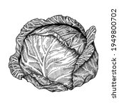Cabbage Head Isolated On A...