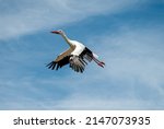 Small photo of White Stork (Ciconia ciconia) flying with wings spread on blue sky background. German folklore held that storks found babies in caves or marshes and brought them to households in a basket.