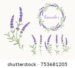 beautiful violet lavender...