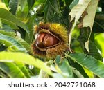 Chestnut In The Open Shell In...