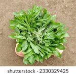 Small photo of This is Safflower leaves. It's used for making soup.