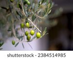 Small photo of Olive trees garden. Mediterranean olive field ready for harvest. Italian olive's grove with ripe fresh olives. Fresh olives. Olive farm.