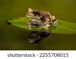 Amazon Milk Frog Floating On A...