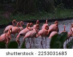 Flamingoes waiting under rain in lake. Selective focus of flamingoes. Dark mode of bird animal background.