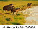 Capybara  Family With Youngs ...