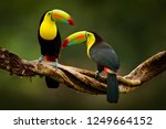 Toucan sitting on the branch in the forest, green vegetation, Costa Rica. Nature travel in central America. Two Keel-billed Toucan, Ramphastos sulfuratus, pair of bird with big bill. Wildlife.
