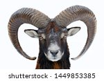 Mouflon  Ovis Orientalis ...