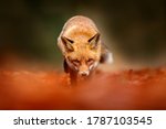 Red Fox Running On Orange...