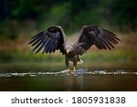 White-tailed Eagle, Haliaeetus albicilla, flying above the water, bird of prey with forest in background, animal in nature habitat, wildlife, Norway. Eagle in water lake, drops splash - big wings. 