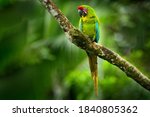 Parrot Great-Green Macaw on tree, Ara ambigua, Wild rare bird in the nature habitat, sitting on the branch in Costa Rica. Wildlife scene in tropic forest. Dark forest with green macaw parrot.
