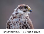 Bird portrait. Gyrfalcon, Falco rusticolus, bird of prey fly. Close-up rare bird with white grey head. Forest in cold winter, animal in nature habitat, Russia. Wildlife scene nature. Falcon detail. 