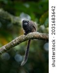 Colombia Wildlife. Black Mantle ...