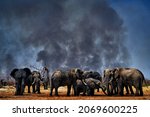 Small photo of Wildfire in Africa, herd of elephants in smother smoke and black ash. Fire burned destroyed savannah. Animal in fire burnt place, Elephant in black ash and cinders, Savuti, Chobe NP in Botswana.
