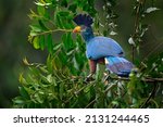 Great Blue Turaco  Corythaeola...