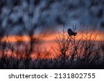 Hawk Owl Sunset  Surnia Ulula ...