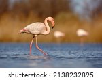 Flamingo  Wildlife. Greater...