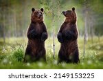 Small photo of Funny bear image, dance. Bear standing, sit up on its hind legs, forest with cotton grass. Dangerous animal in nature forest and meadow habitat. Wildlife scene from Finland. Two bear brothers nature