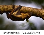 Small photo of Uganda wildlife. Straw-coloured fruit bat, Eidolon helvum, on the the tree during the evening, Kisoro, Uganda in Africa. Bat colony in the nature, wildlife. Travelling in Uganda.